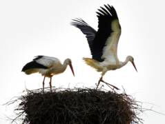 Wat is de magie van de ooievaar?