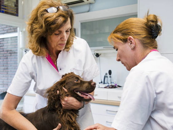 Van viervoeter tot vis: tarieven dierenartsenzorg rijzen de pan uit