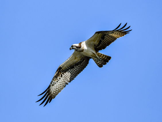 Een dierensoap in de Biesbsoch