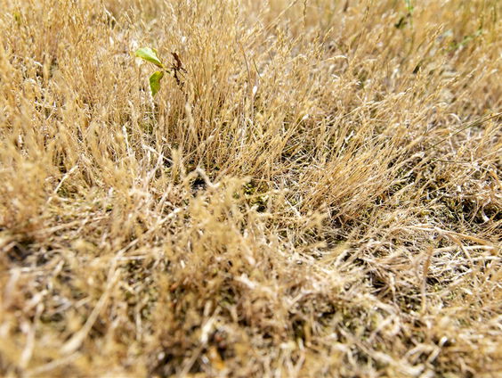 Al jaren droogte en nog geen barst geleerd