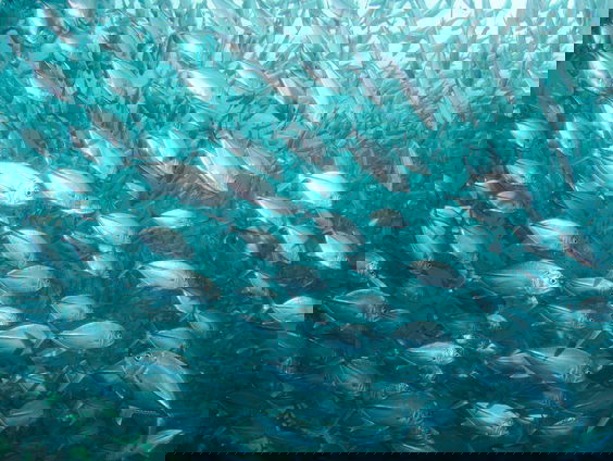 Duurzame zalm? Er zwemmen meer vissen in de zee - met Margreet van Vilsteren