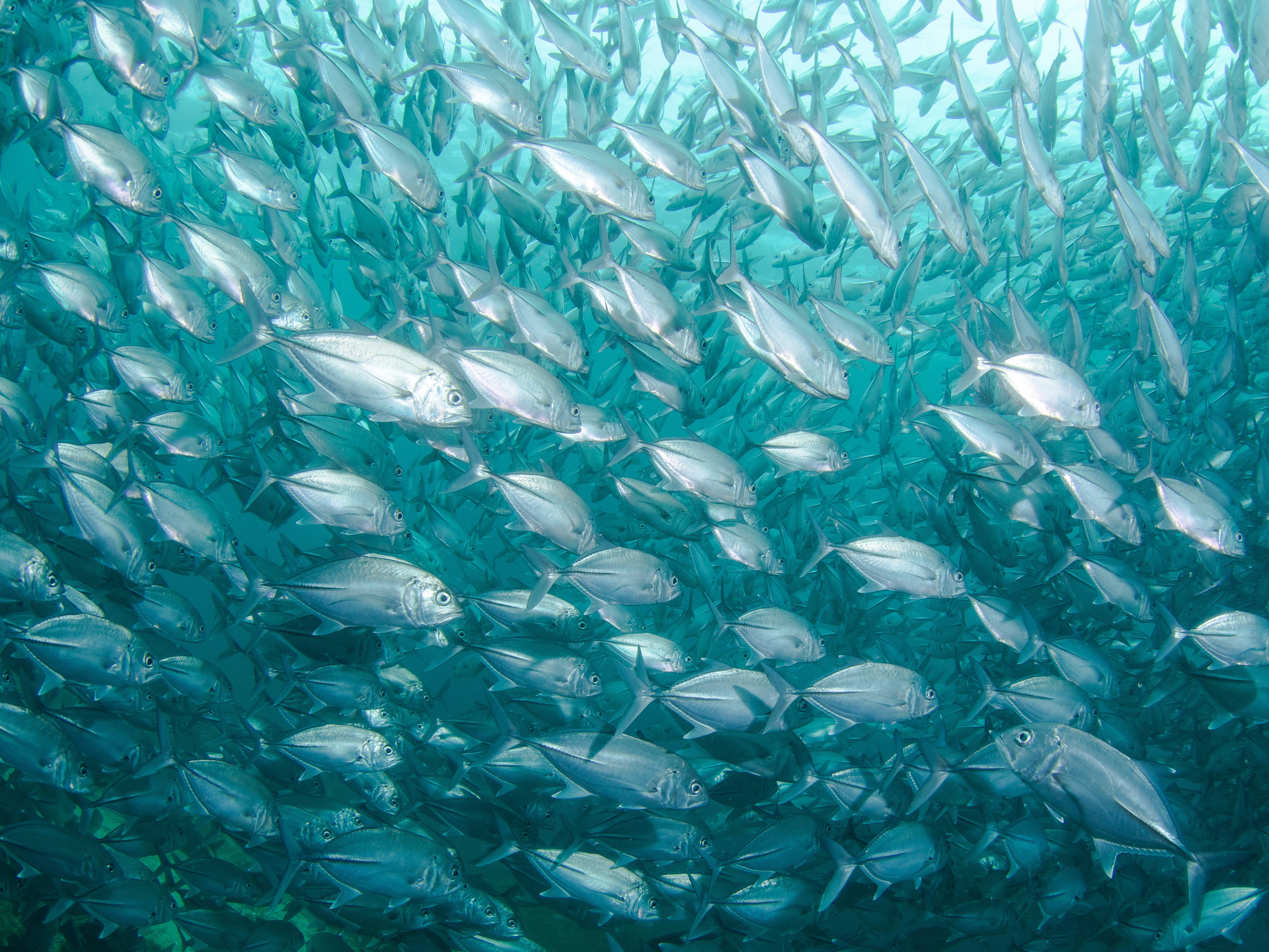 Duurzame zalm? Er zwemmen meer vissen in de zee - met Margreet van Vilsteren