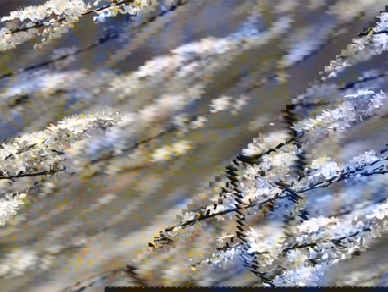 Fenolijn 12 maart 2023