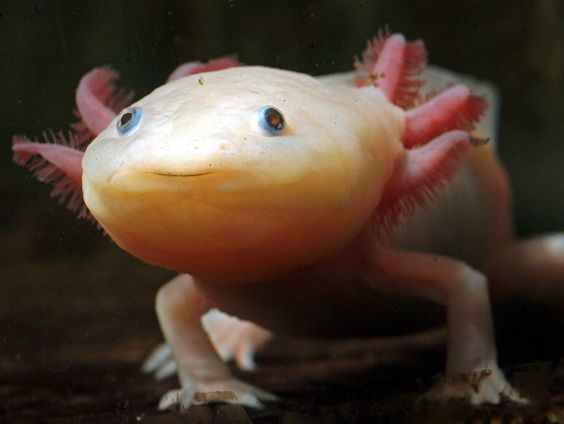 Buitenland Uitgelicht: Mexico