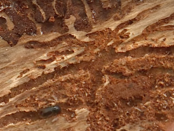 Natuurrubriek met Mathiska Lont