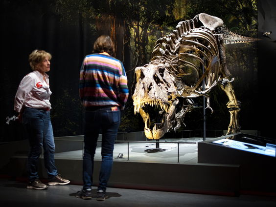 Wat leert de vondst van een nieuwe Tyrannosaurus?
