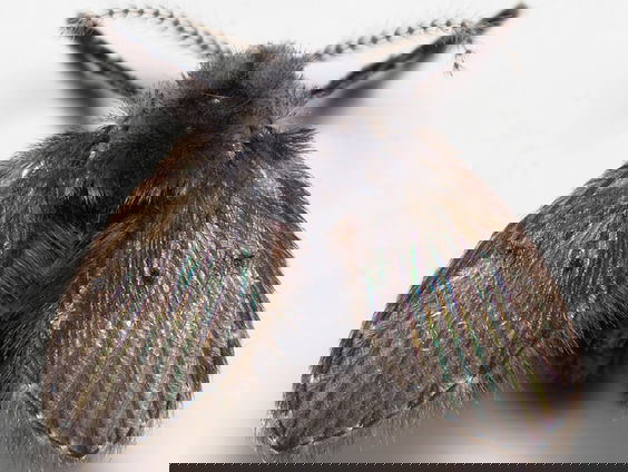 WC-motmug als wc-verfrisser