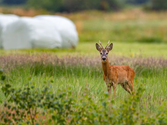 Een overschot van ree zorgt voor overlast, een ode aan de jacht en koken van wild.