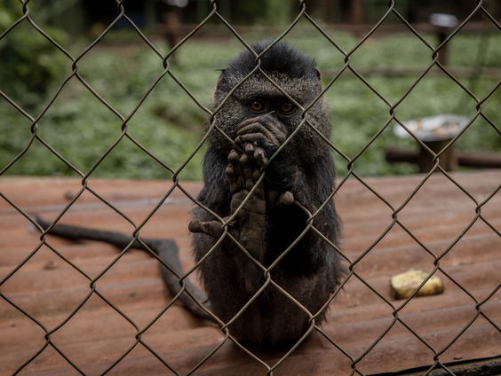 Noodsituatie in Oekraïense dierentuin