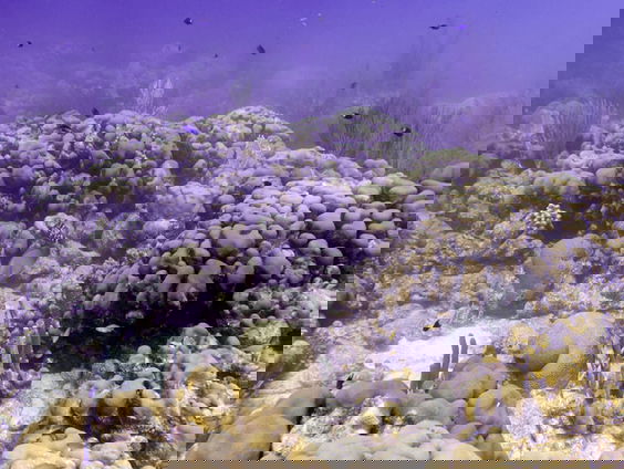 Klimaatnood het hoogst op de Cariben