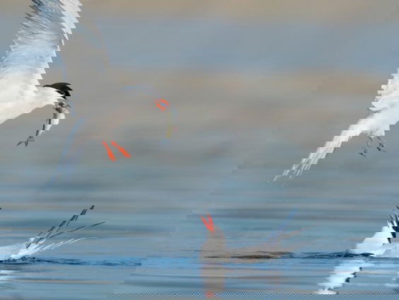 Rechtbank trekt streep door spieringvisserij in Waddenzee