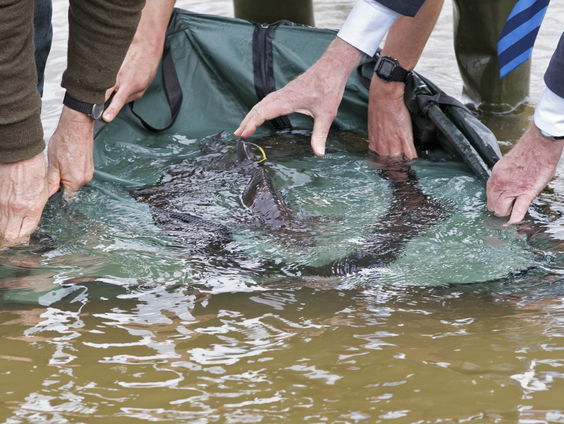 Boek Natuuramnesie onthult hoe de natuur er vroeger in Nederland uitzag