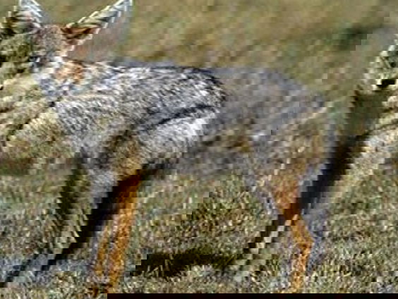 De opmars van de goudjakhals