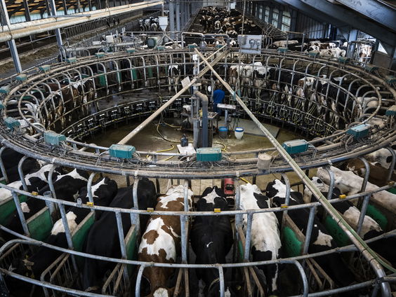 De miljonair, het dorp en de megastal