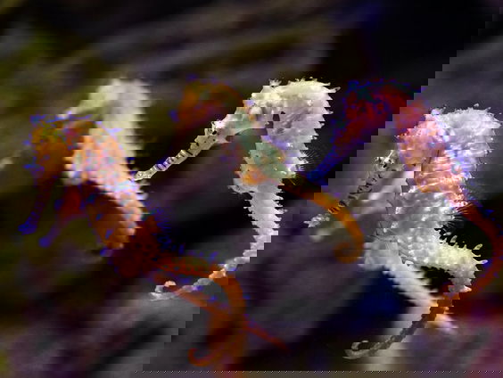 Het zeepaardje spoelt steeds vaker aan langs de Nederlandse kust