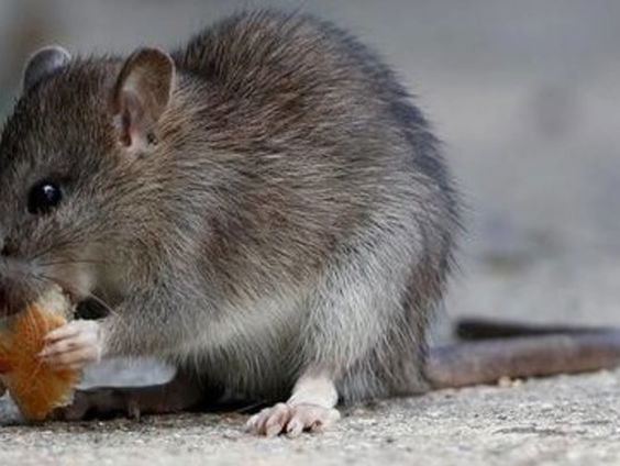 Nieuw pletmechanisme zaait dood en verderf onder ratten in riool