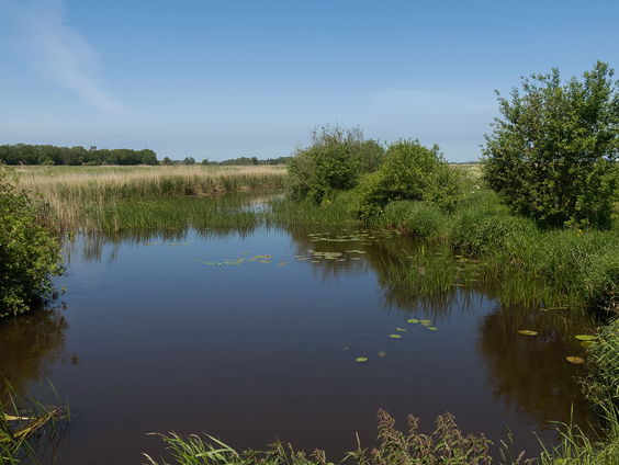 Ook de kleinste dieren kunnen enorme reizen maken