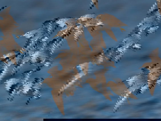 Wie zijn dat, die vroege trekvogels?