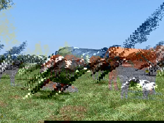 Wordt 'kalf bij koe' wettelijk verplicht?