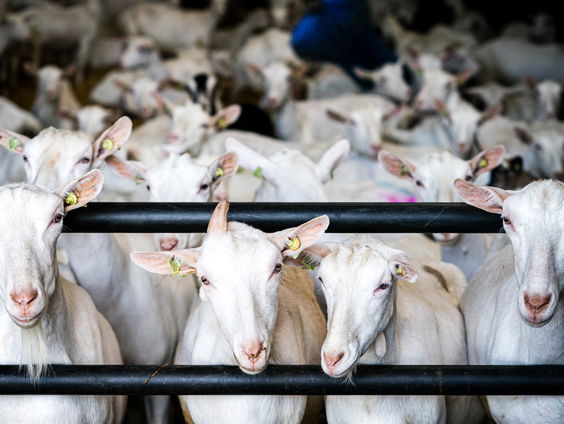 Feit of fictie: is de geitensector in Nederland sinds de Q-koorts epidemie gegroeid?