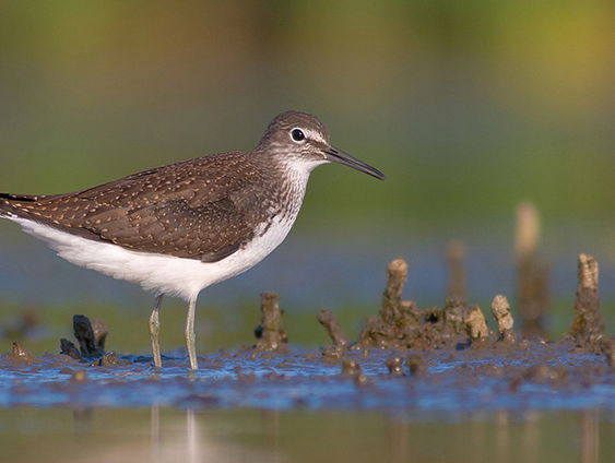 Fenolijn 13 augustus 2023