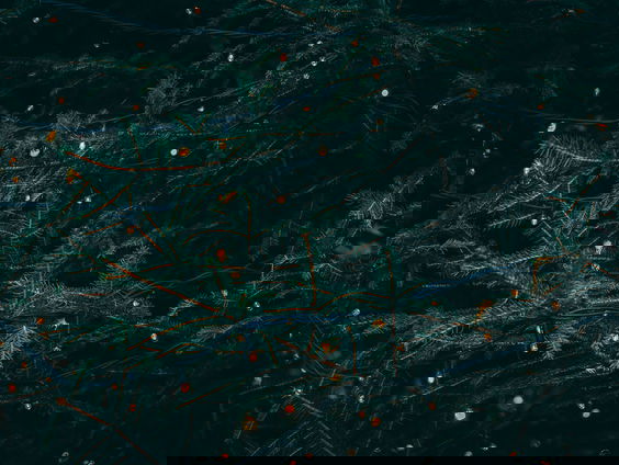 Hoe schaf je zo duurzaam mogelijk een kerstboom aan?