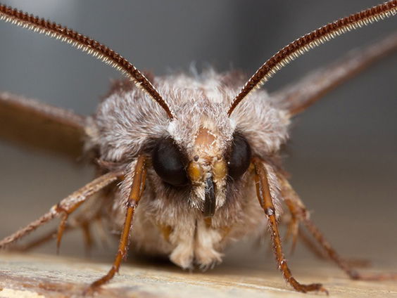 Tel de nachtvlinders