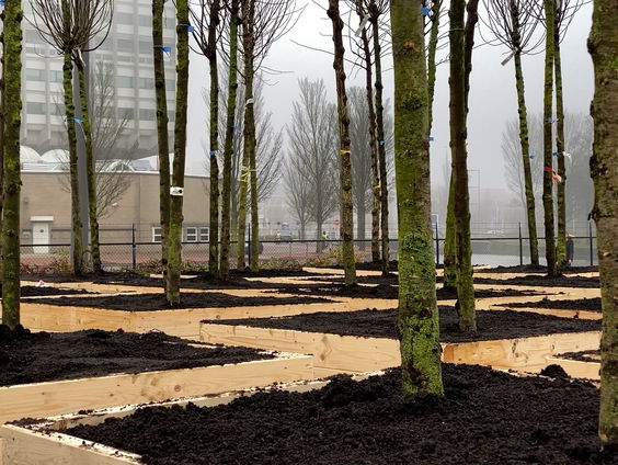 Wandelend bos in Leeuwarden