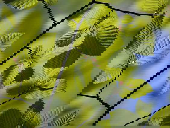 De beuk heeft het zwaar door klimaatverandering