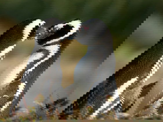 Dierverzorger Job van Tol over liefde in de dierenwereld