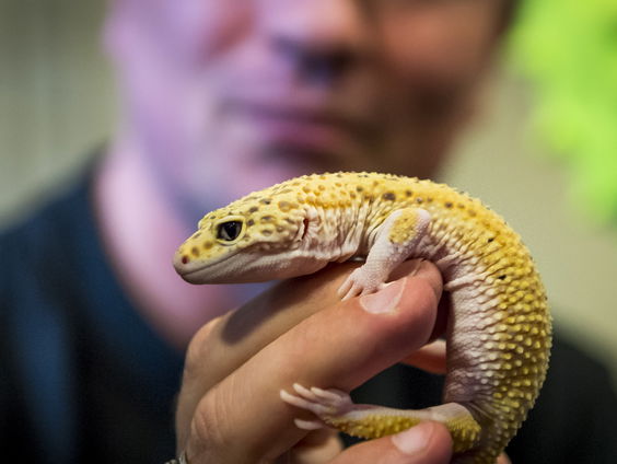 Moeten beurzen met exotische dieren verboden worden?