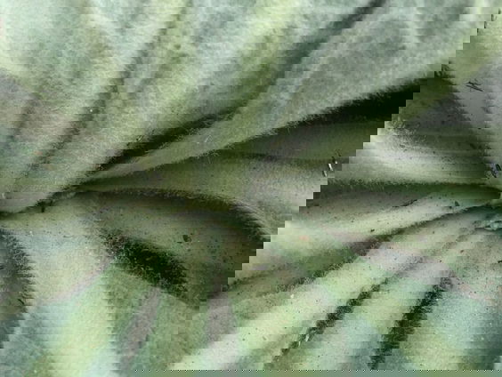 Veel biologische bestrijders in glastuinbouw