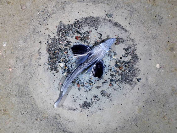 Enorme kolonie ijsvissen bij zuidpool ontdekt