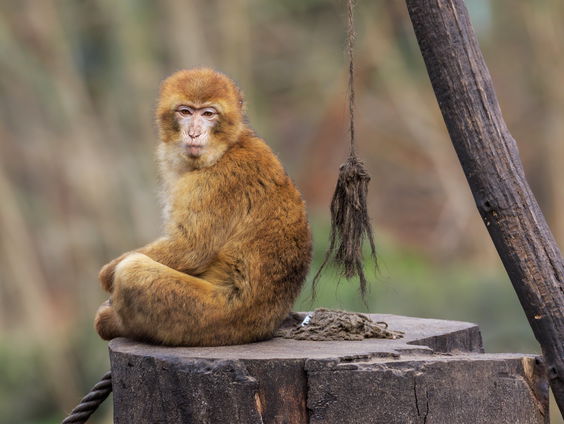Berberaapjes worden weer uitgezet in het wild