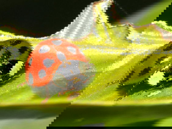 Aziatisch lieveheersbeestje overwintert - maar niet zonder gevaar