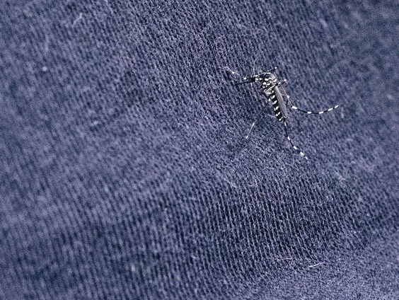 Komen virussen als het westnijlvirus in de toekomst vaker voor in Nederland?