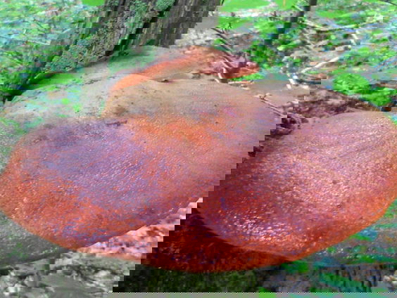 Fenolijn 23 oktober 2022