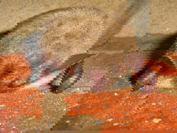 Meervleermuis betaalt prijs verduurzaming woningen