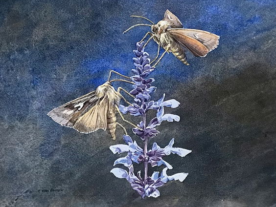 Hans Bijl wint 5e Frater Willibrordus Prijs 2024