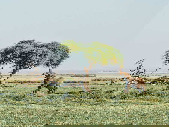 Exotische mier verstoort Keniaanse voedselketen