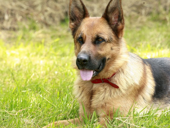 Hoe breng je valse honden weer terug in de maatschappij?