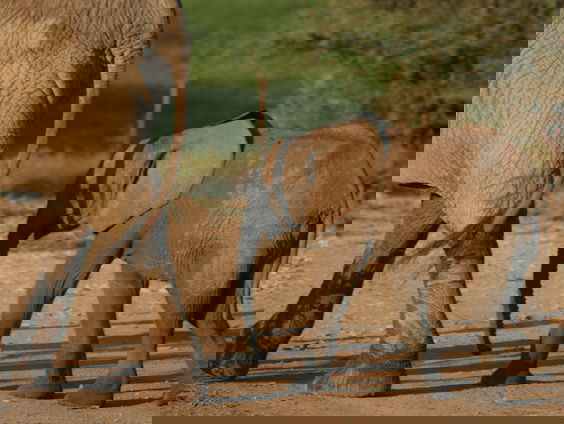 Céline Dion bewaart harmonie tussen mens en olifant