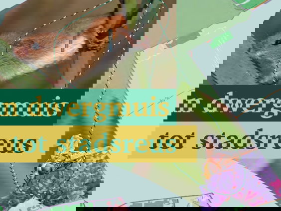 Van dwergmuis tot stadsreus: de natuur van Almere