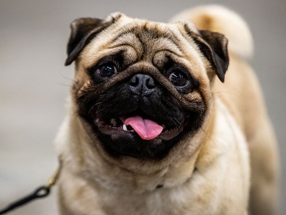 Campagne voor kortsnuitige honden