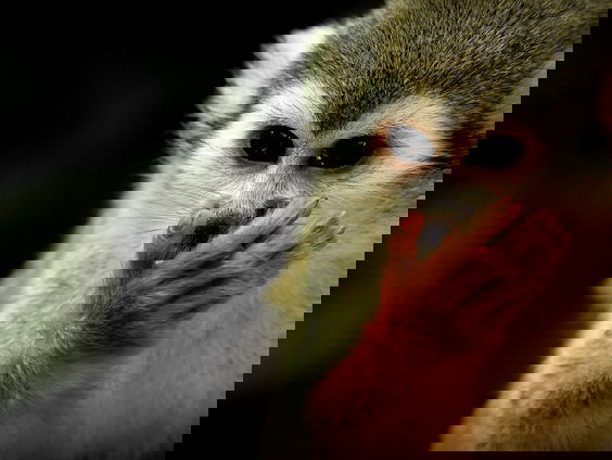 Waarom trappen apen met opponeerbare duim in goocheltrucs, en andere apen niet?