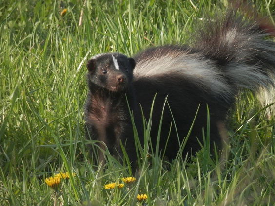 Buitenland Uitgelicht: Canada