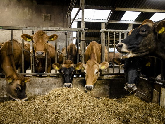 Europese Commissie adviseerde Nederland verplichte uitkoop boeren