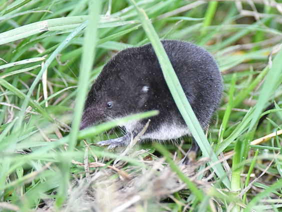 Muizen verzuipen door weilanden onder water te zetten, waarom?