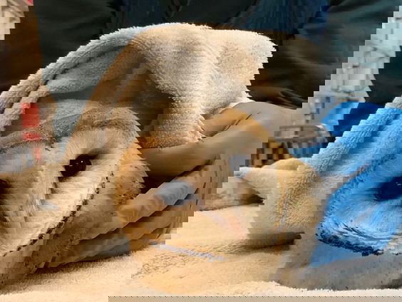 Kerkuil opgelapt met fysiotherapie