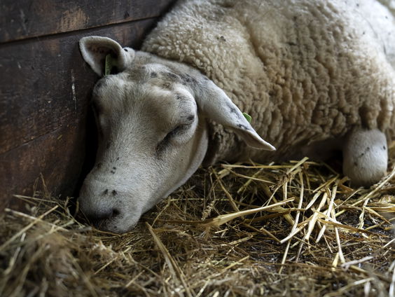 Inmiddels 800 besmettingen met blauwtong, virus ook op Texel